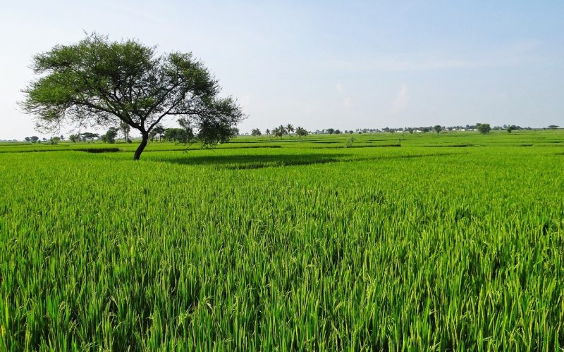 rice fields 204139 1280